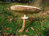 Parasolzwammen [Macrolepiota]